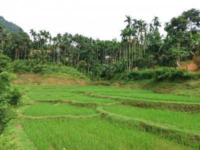 The Rice Field In Autum