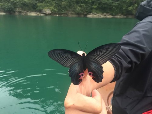 Butterfly in Nha Trang Bay