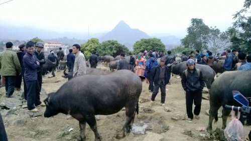 They also sell Buffaloes at the market of Vietnam