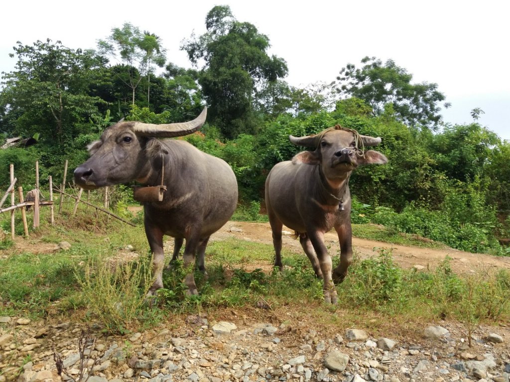 Water buffalo in a rural village between Mai Chau and Pu Luong