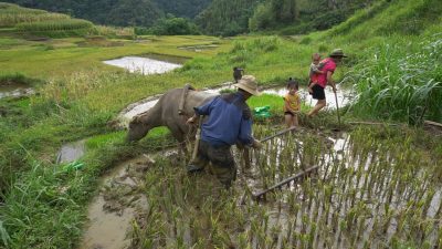 Daily village life in Pu Luong