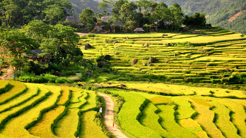 Golden rice terraces during the best season for Pu Luong trekking