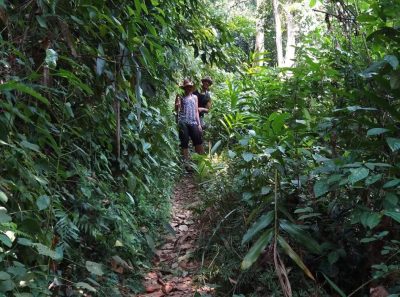 Forest ecosystem and bamboo vegetation in Pu Luong Nature Reserve