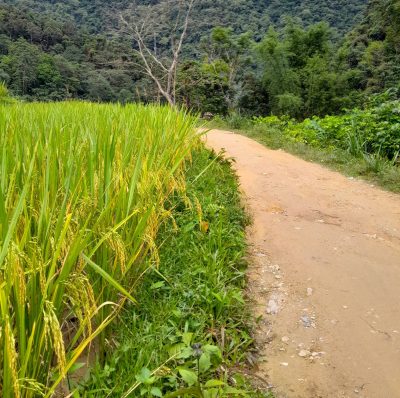 Pu Luong hiking trail through local villages during a 2 days 1 night trekking trip