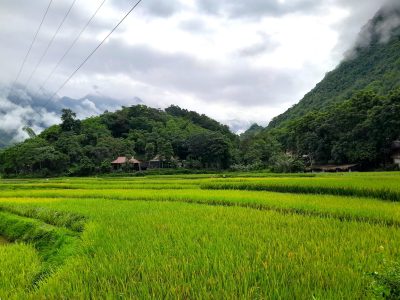 Seasonal rice terraces in Pu Luong countryside