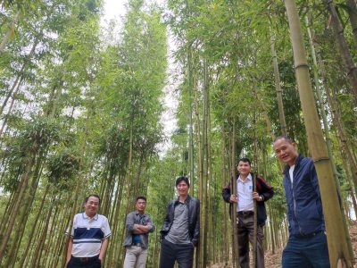 bamboo forest trekking Pu Luong Vietnam