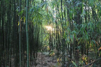 Hidden bamboo forest trekking route near Ban Khuyn village Pu Luong