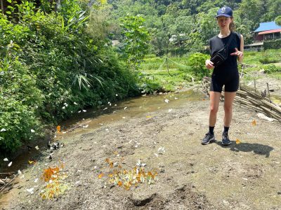 Butterflies covering trekking trails in Ban Khuyn Pu Luong during summer