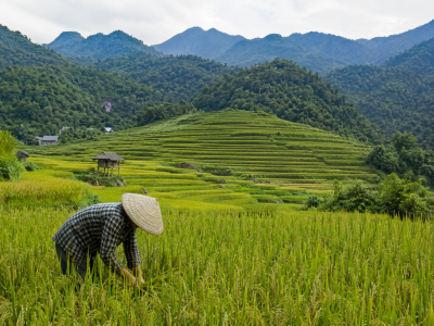Local farmer working in rice fields in Pu Luong Vietnam
