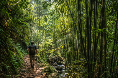 Travelers trekking through bamboo forests in Pu Luong Vietnam