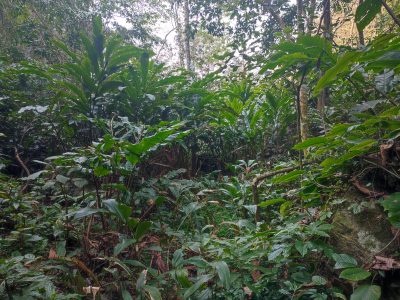 Remote jungle trekking trail near Pa Van village Pu Luong