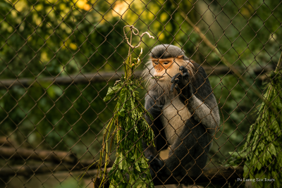 Wildlife conservation experience in Cuc Phuong National Park during a Northern Vietnam trek